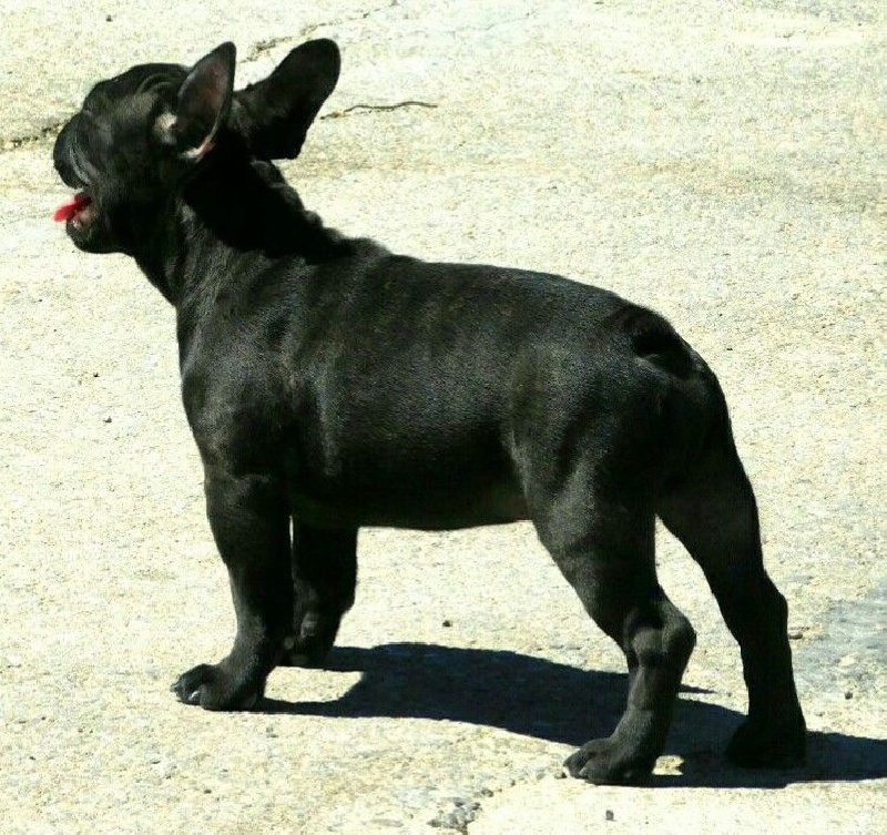 Picollo Dos Touros