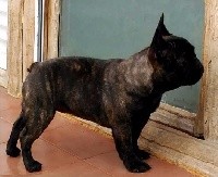 CHIOT