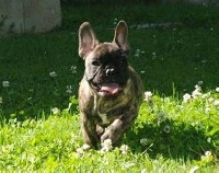 CHIOT